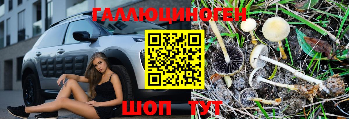Псилоцибиновые грибы Psilocybine cubensis Карачаевск